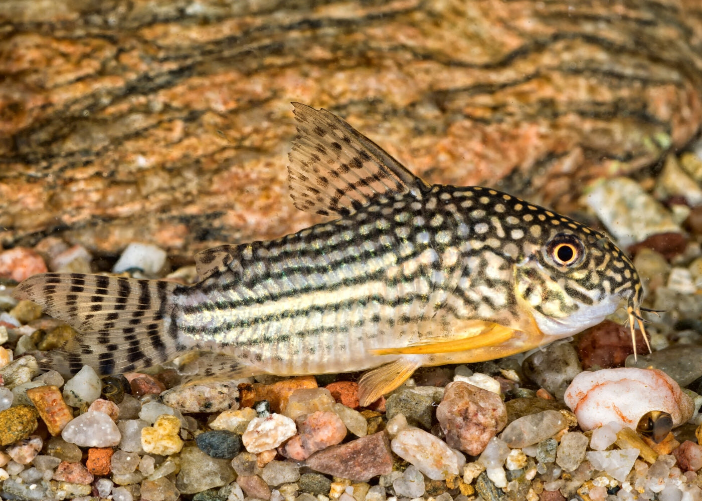 Corydoras Sterbai 2