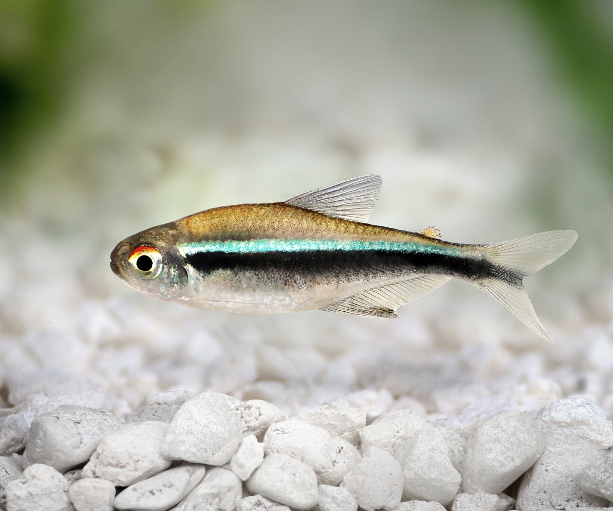Neon Tetra - Black - Special 10 for $35