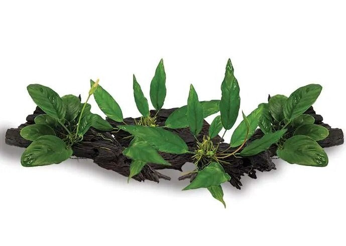 Anubias on Driftwood - 4 Pack 3