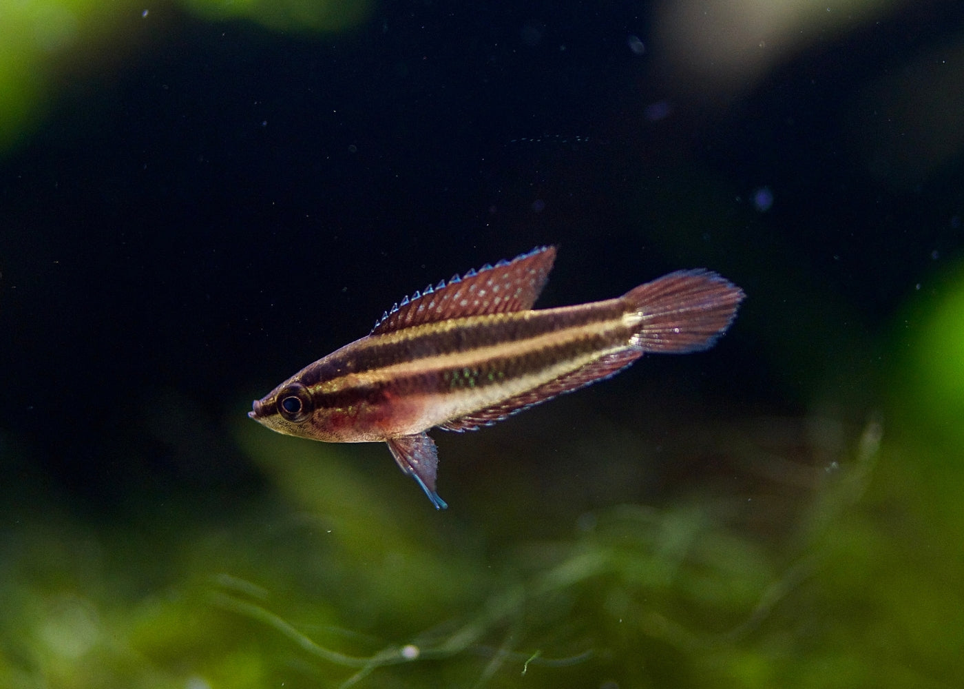 Gourami Licorice