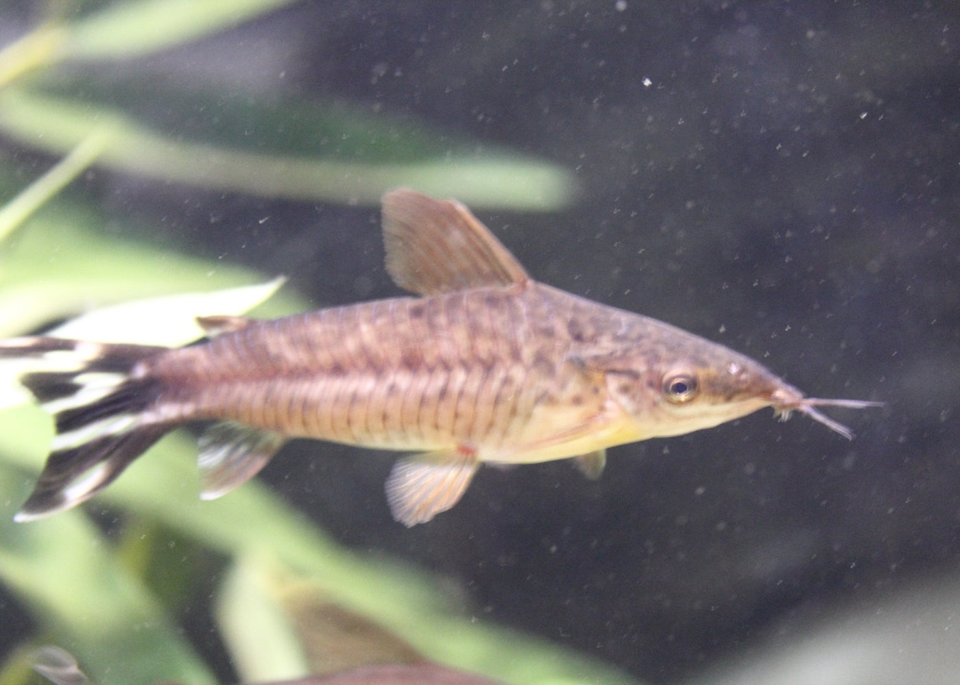 Flagtail Dianema Catfish