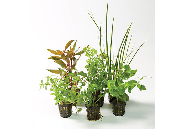 Assorted Hydroponic in Mesh Pot 2