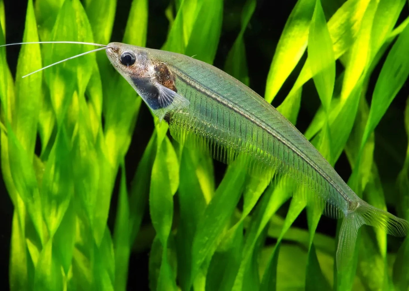 Phantom Glass Catfish