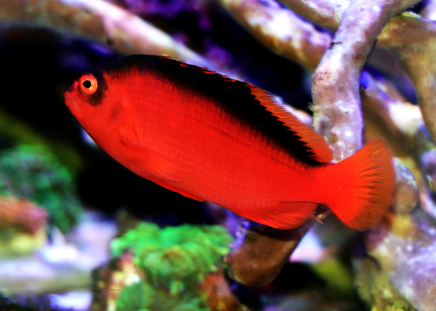 Hawkfish - Flame 2