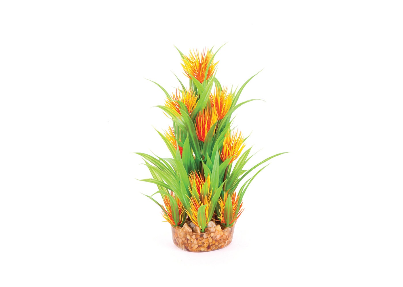 Kazoo Thin Leaf With Orange Flower Combination Plant