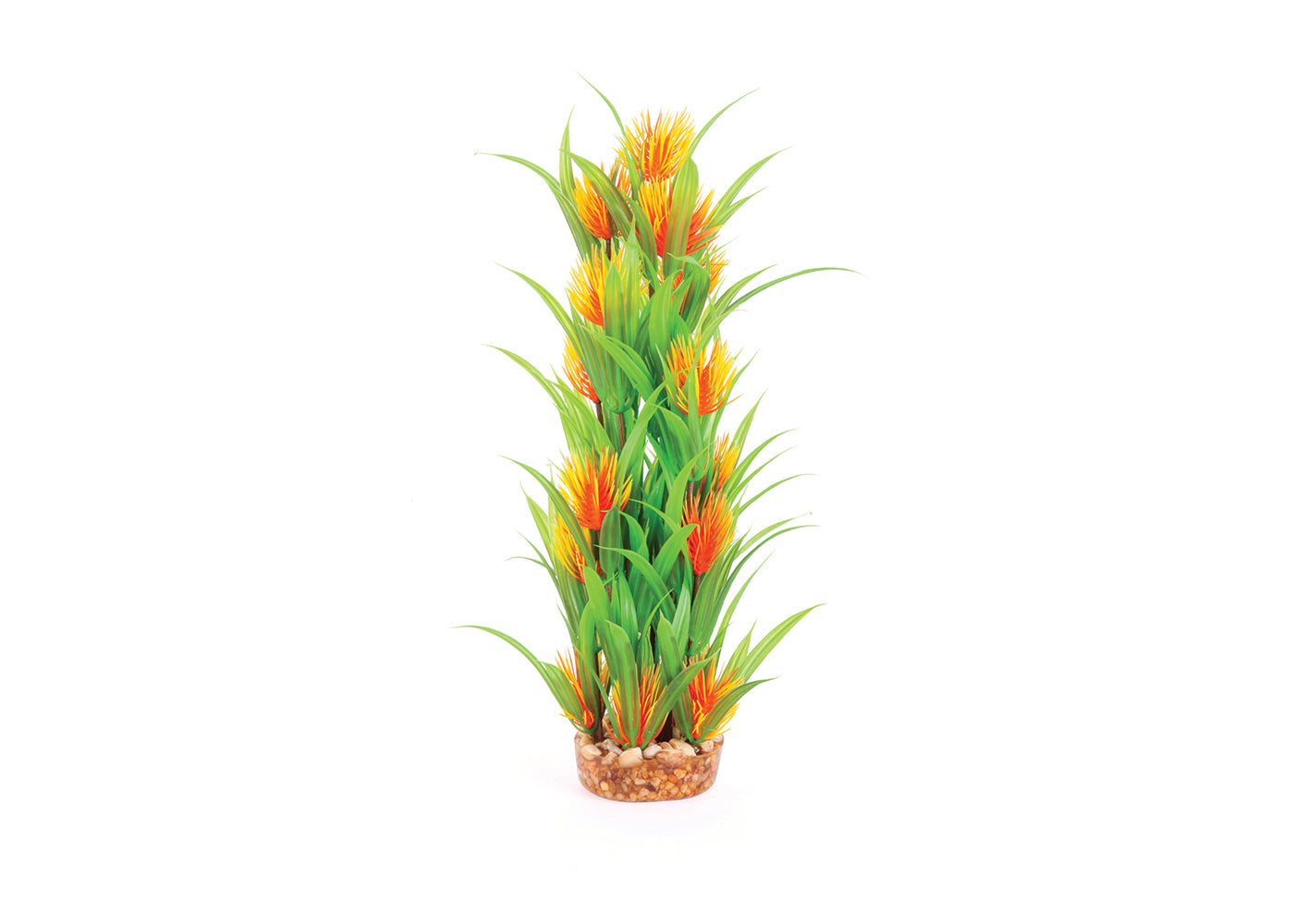 Kazoo Thin Leaf With Orange Flower Combination Plant 2