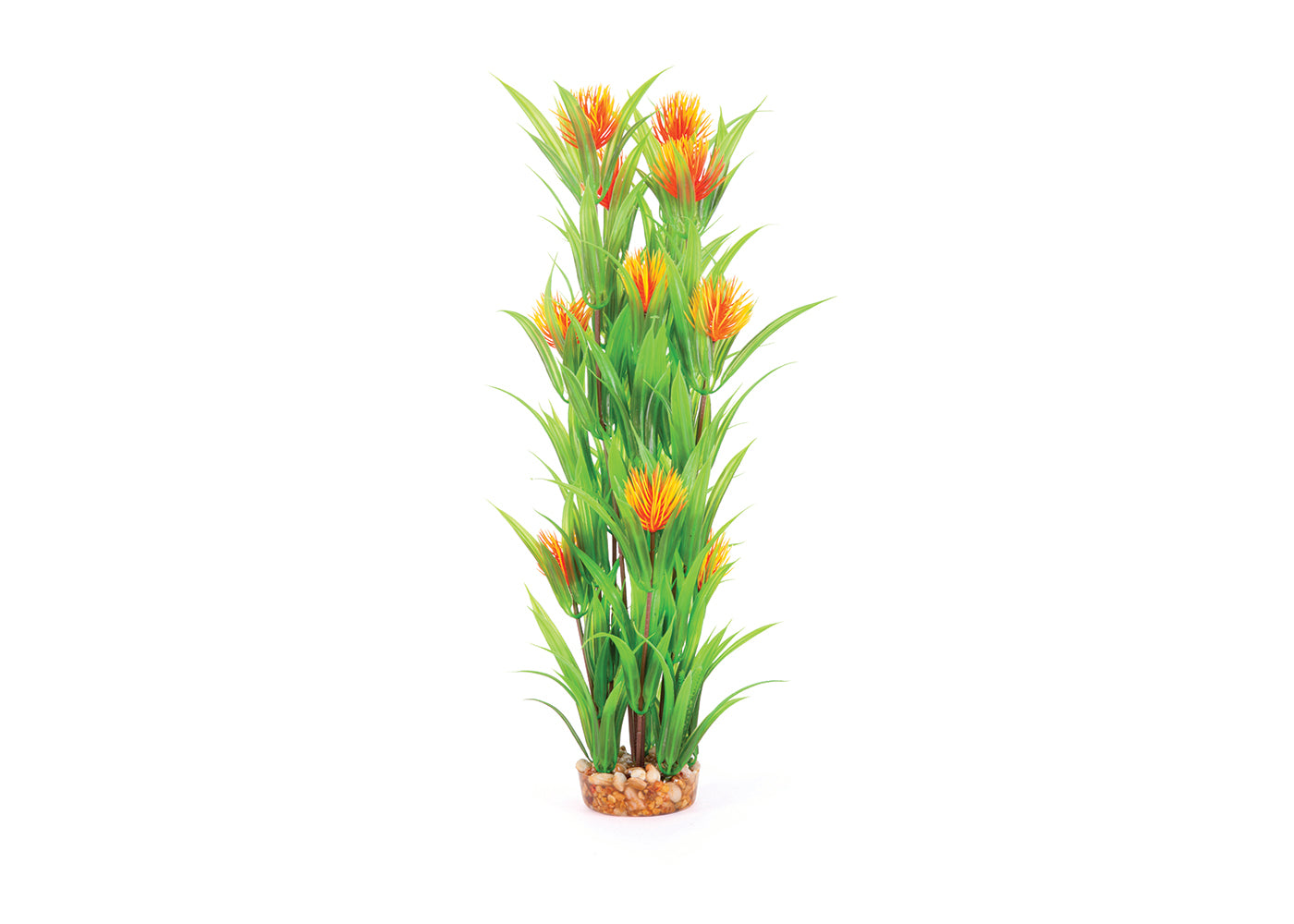 Kazoo Thin Leaf With Orange Flower Combination Plant 3