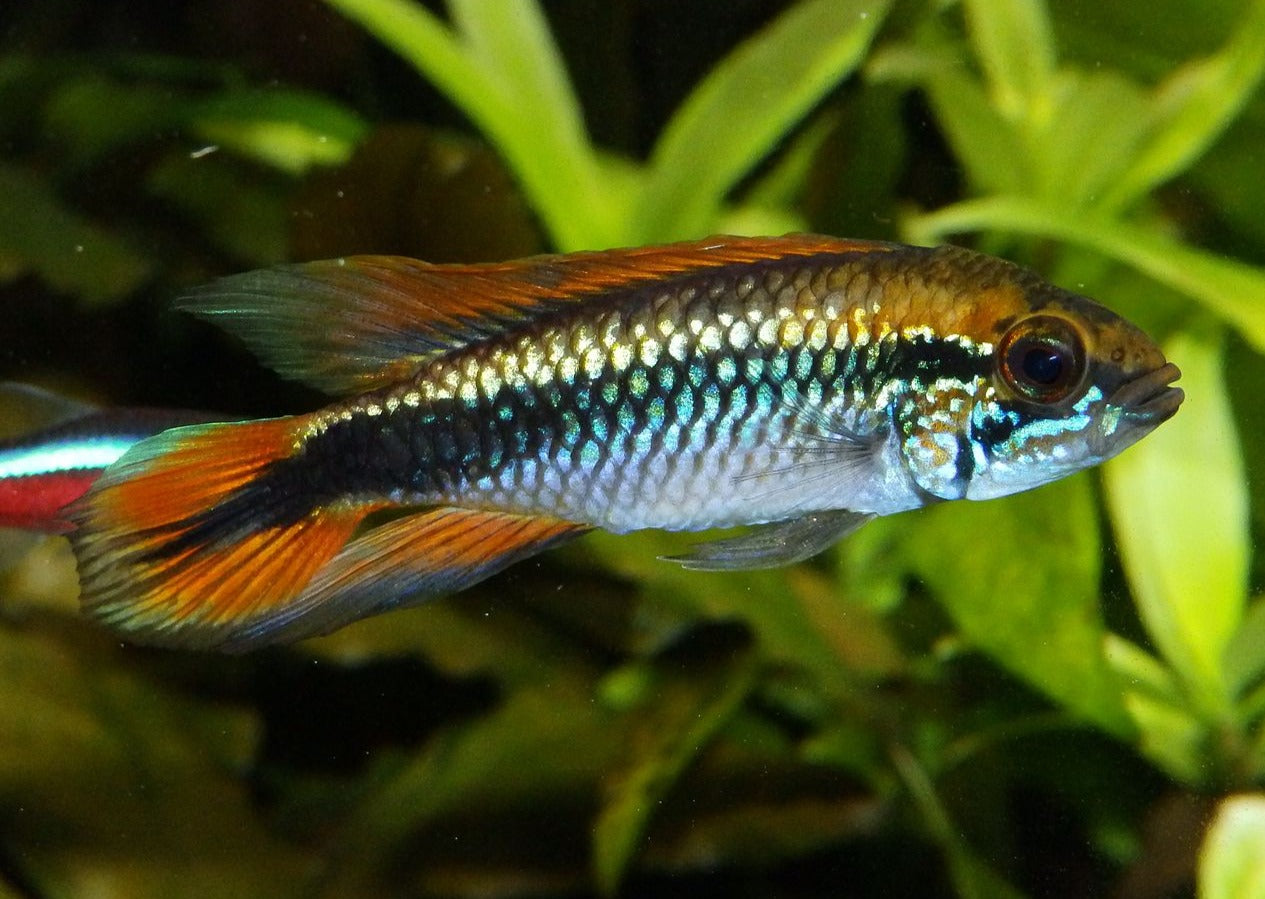Apistogramma Agassizi Double Red