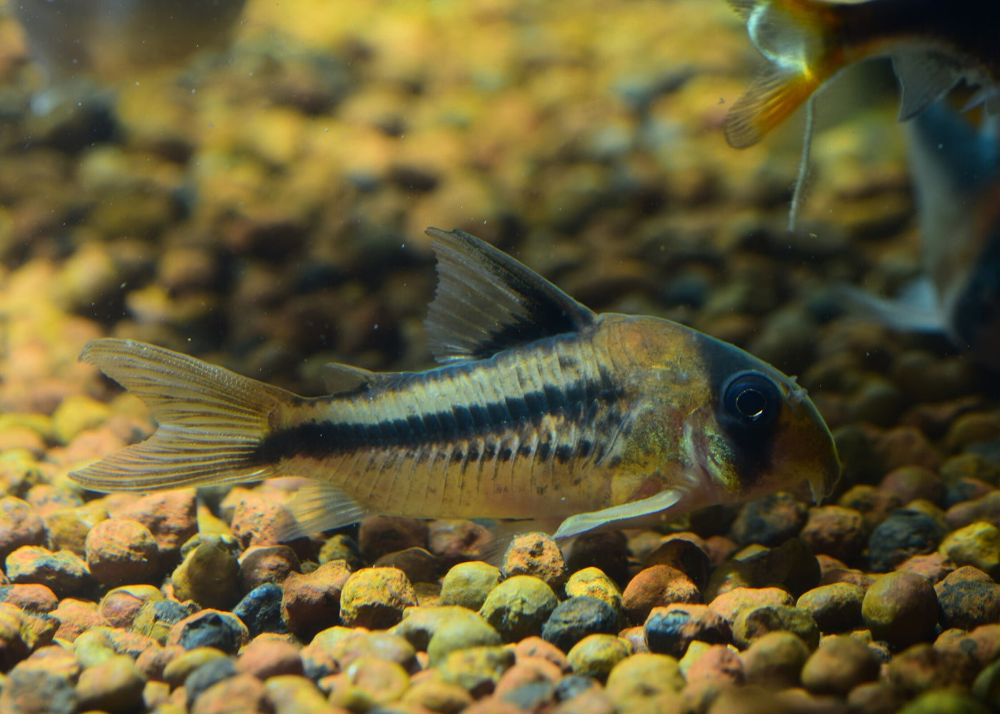 Corydoras Axelrodi