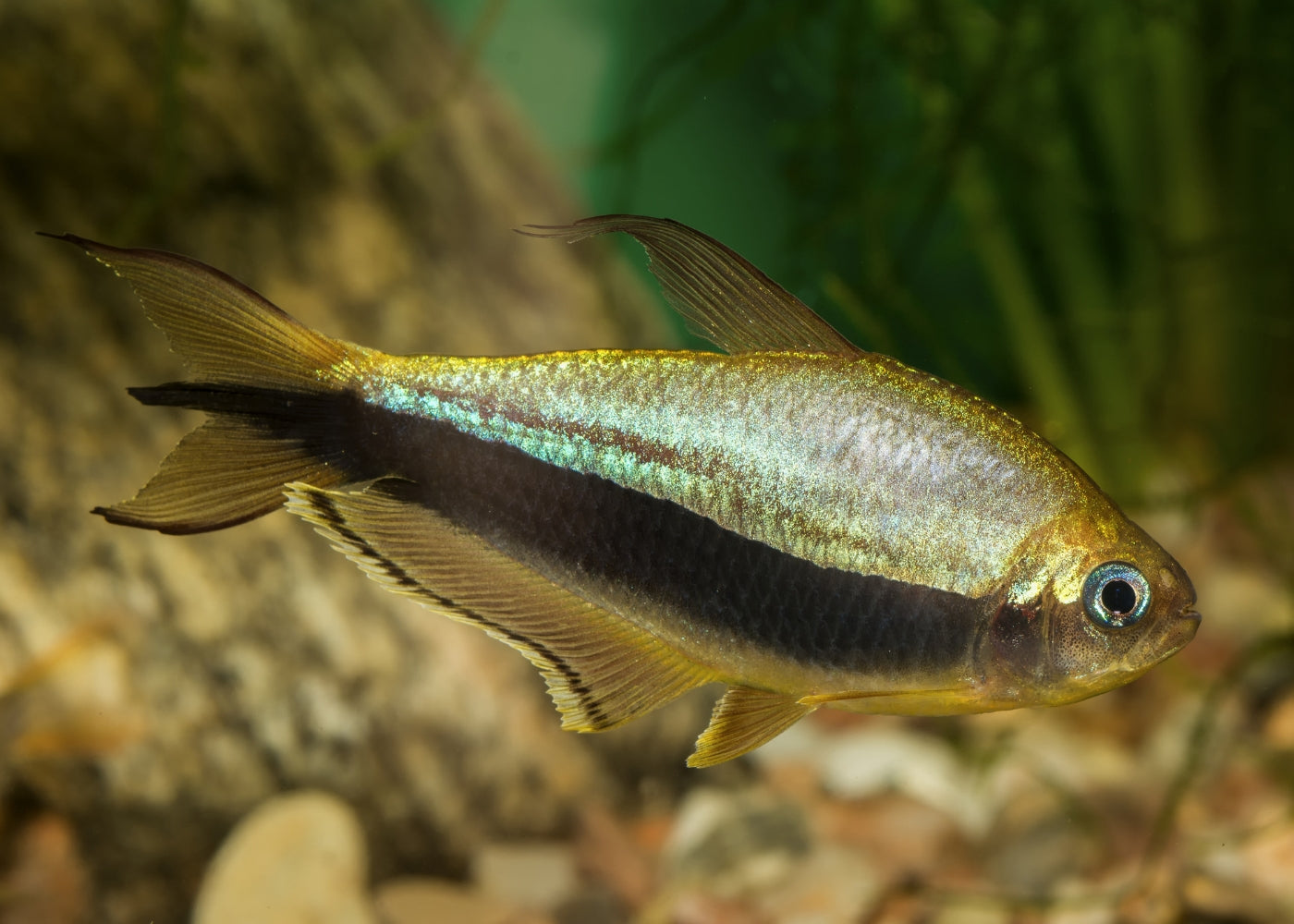 Emperor Tetra