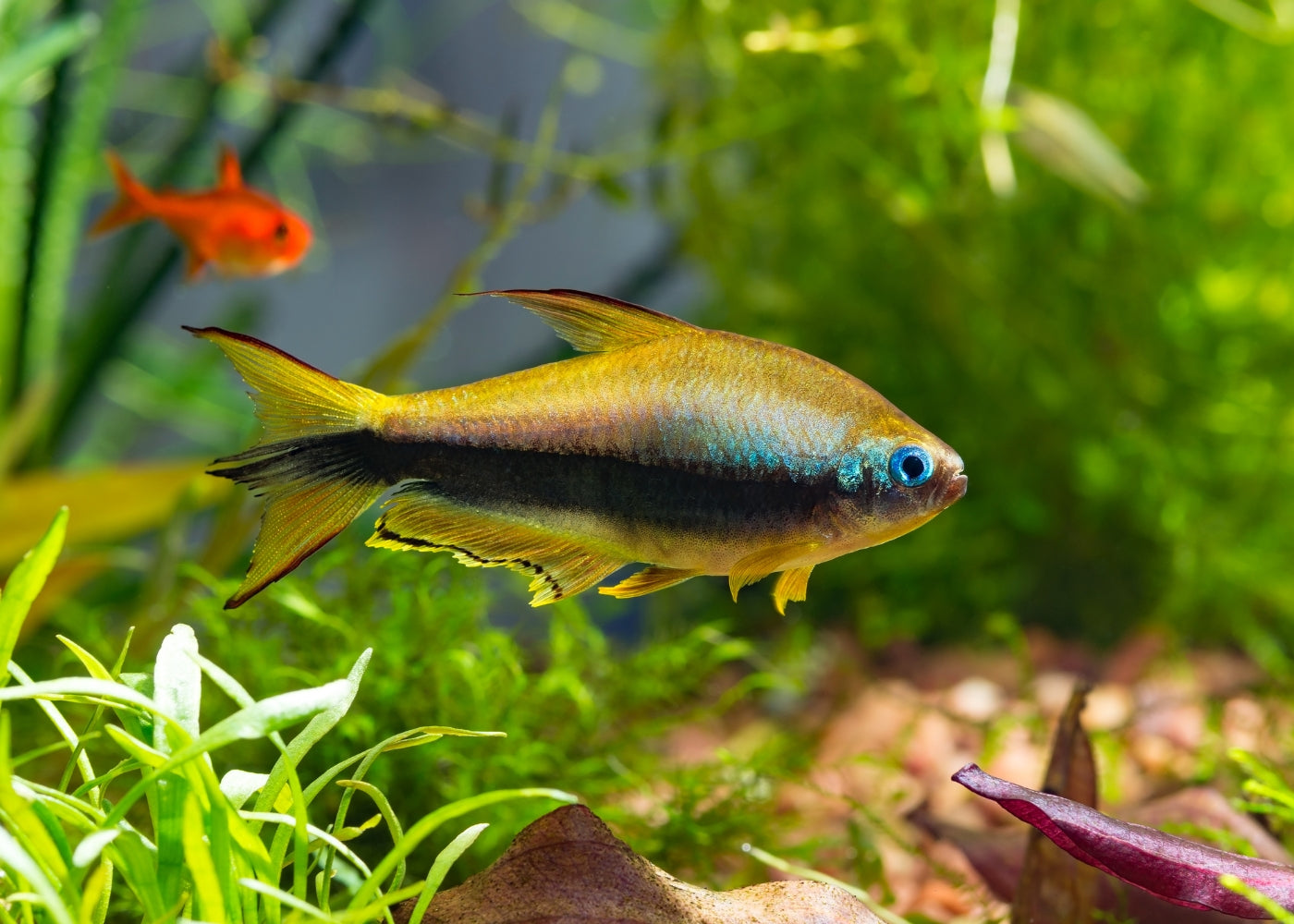 Emperor Tetra 2