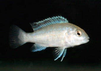 Labidochromis Freibergi