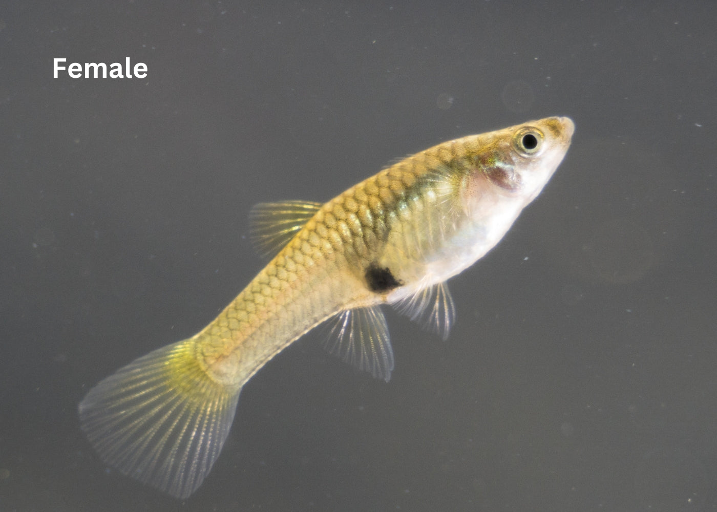 Guppy Endlers Chilli Red 2