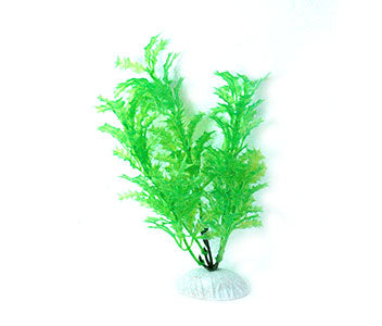 AquarWorld Green Holly 2