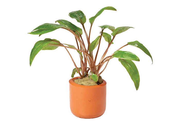 Cryptocoryne Undulatus Red in Terracotta Pot