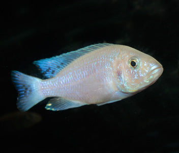 Sciaenochromis Fryeri White Knight