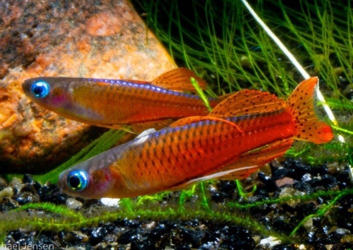 Red Neon Blue Eye - Pseudomugil luminatus