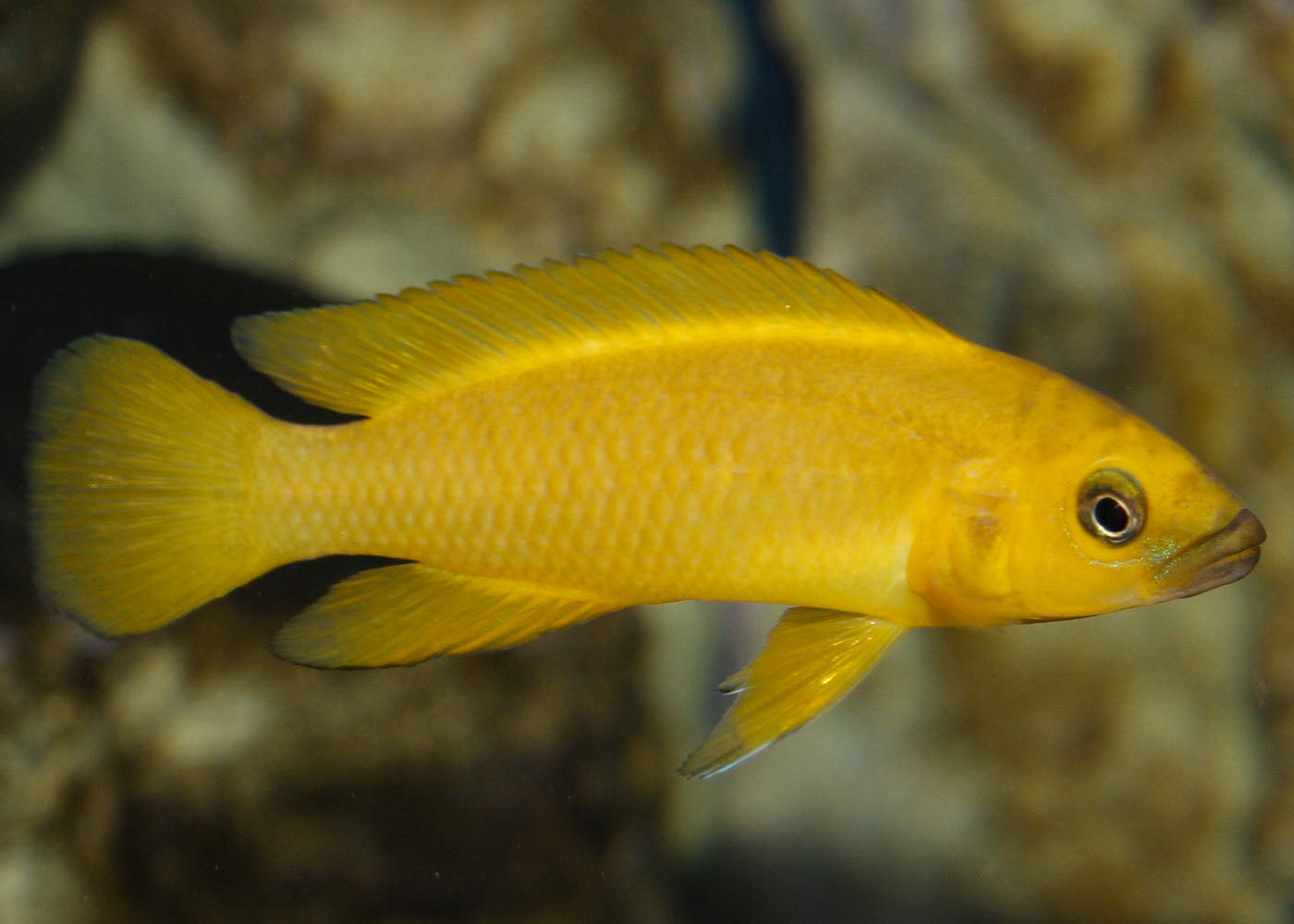 Neolamprologus Leleupi 2