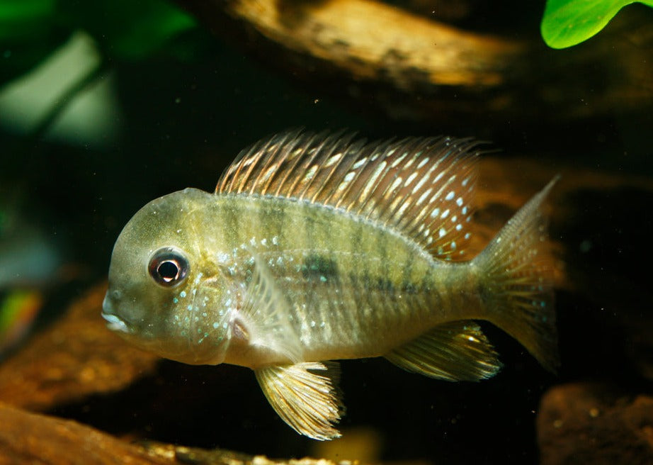 Geophagus Balzani