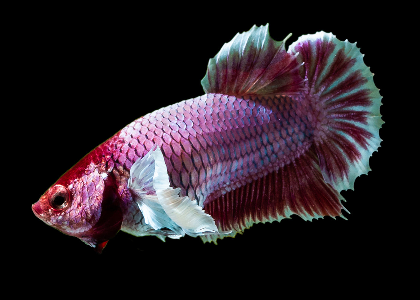 Fighter Female Dumbo