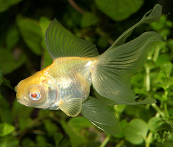 Telescope Albino - Siamese Doll