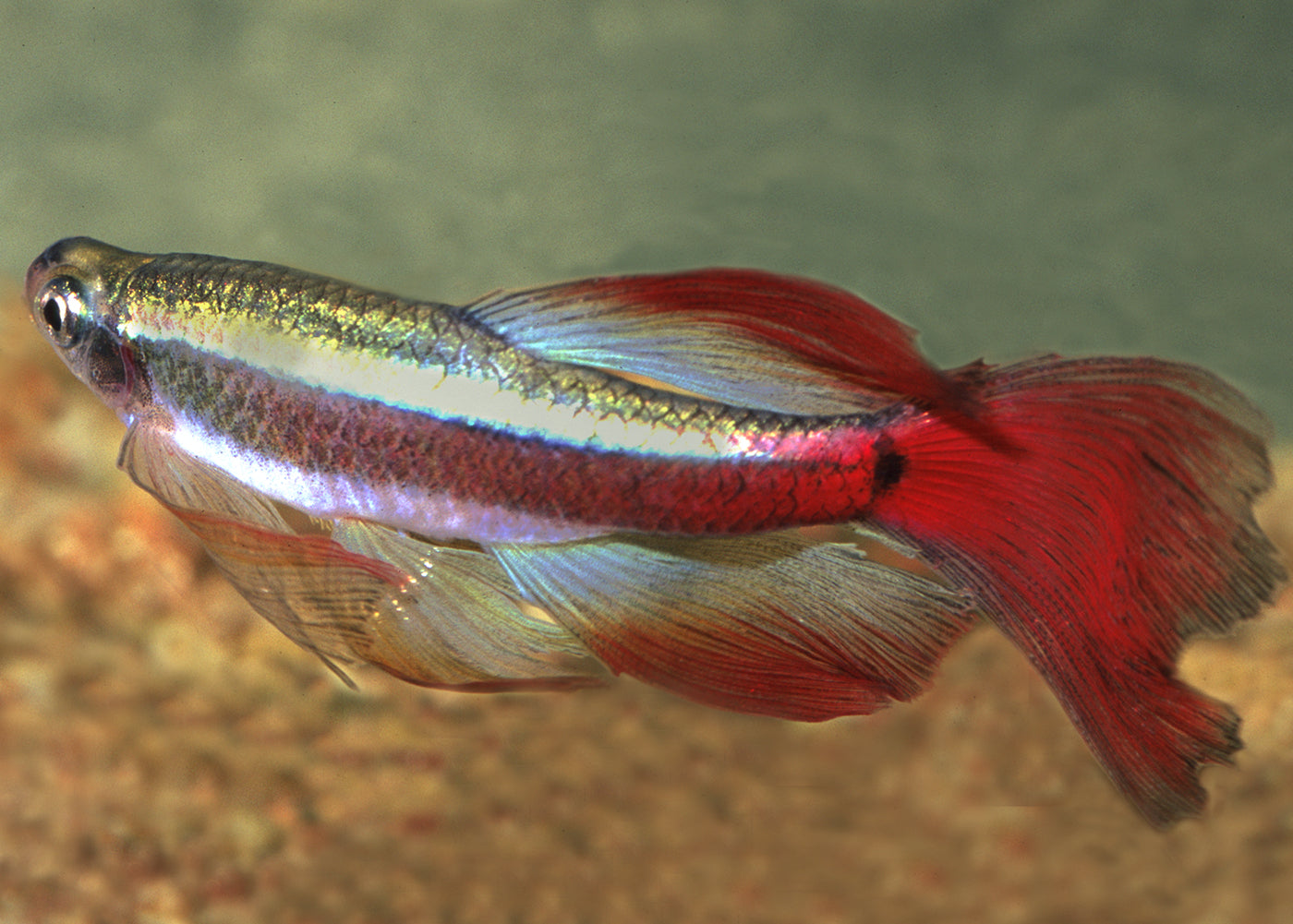 White Cloud - Longfin