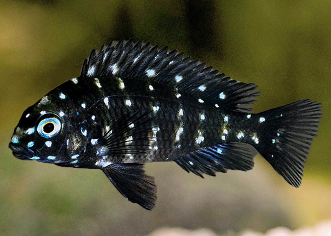 Tropheus Duboisi White Spotted Cichlid