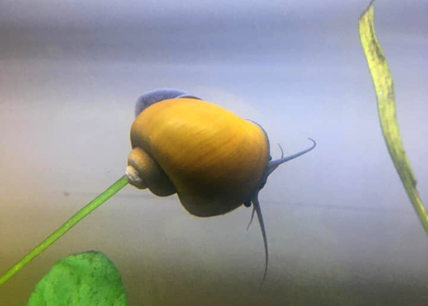 Mystery Snail - Jade