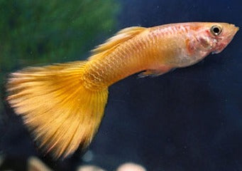Guppy Male Golden