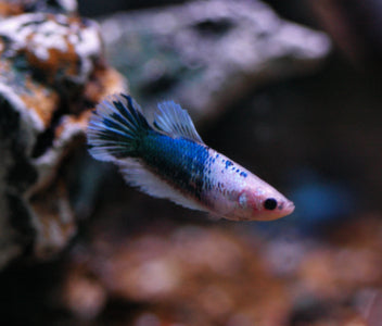 Fighter Halfmoon Pair -Female