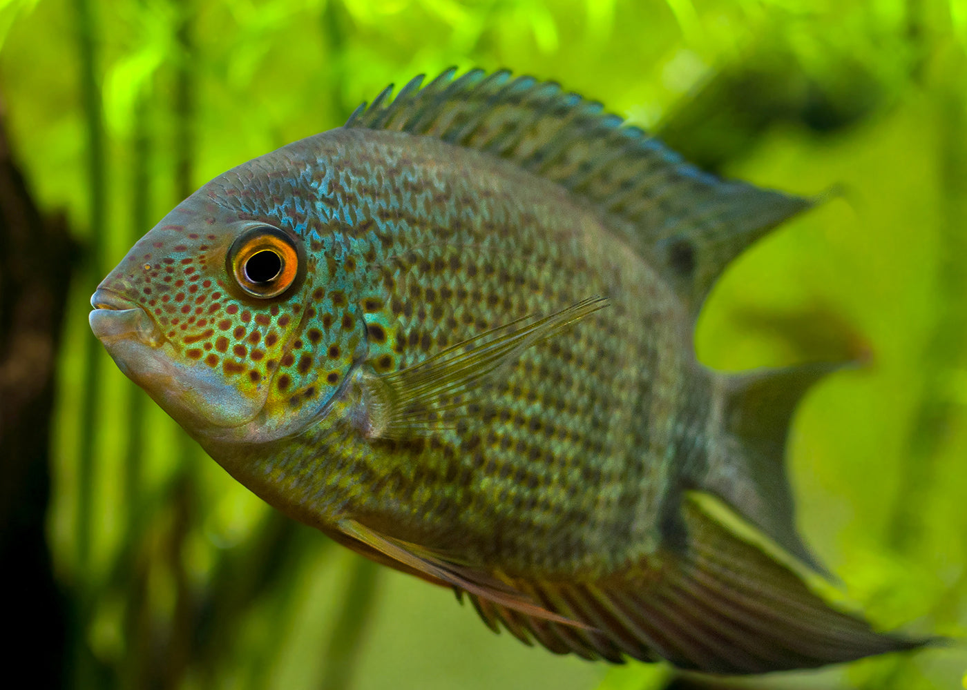 Severum - Green
