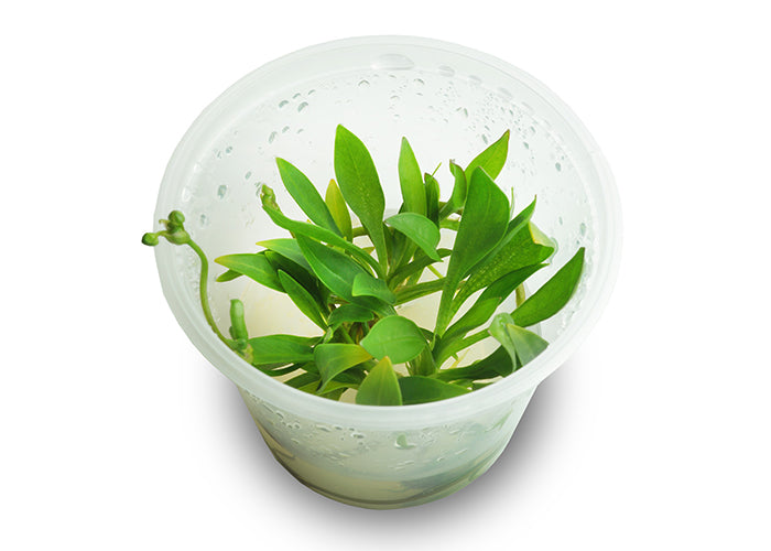 Pygmy Chain Sword Tissue Culture