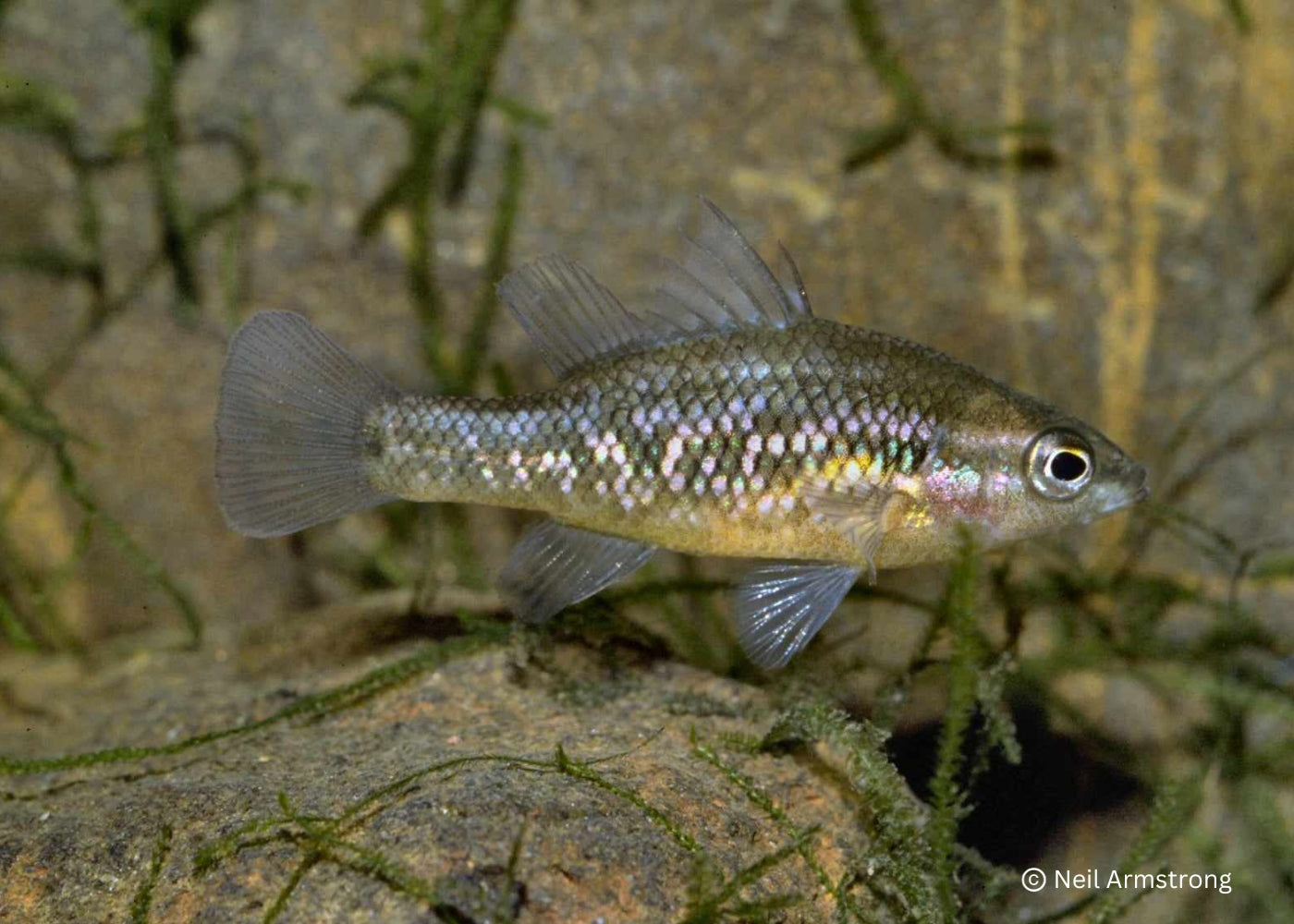 Pygmy Perch - Western