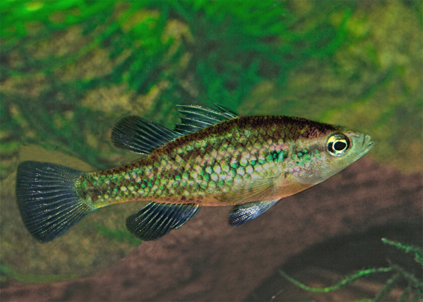 Pygmy Perch - Western 2