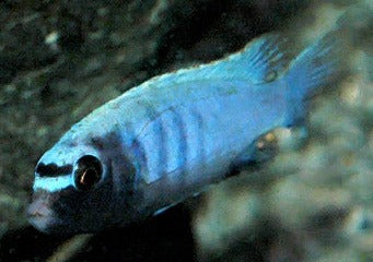 Pseudotropheus Polit