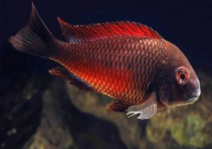 Tropheus Moliro -T.Sp.Red