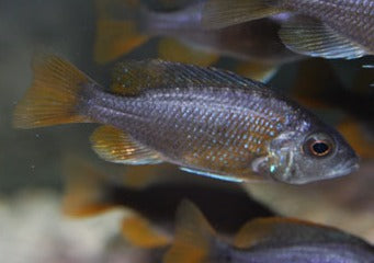 Copadichromis Borleyi Kadango Red