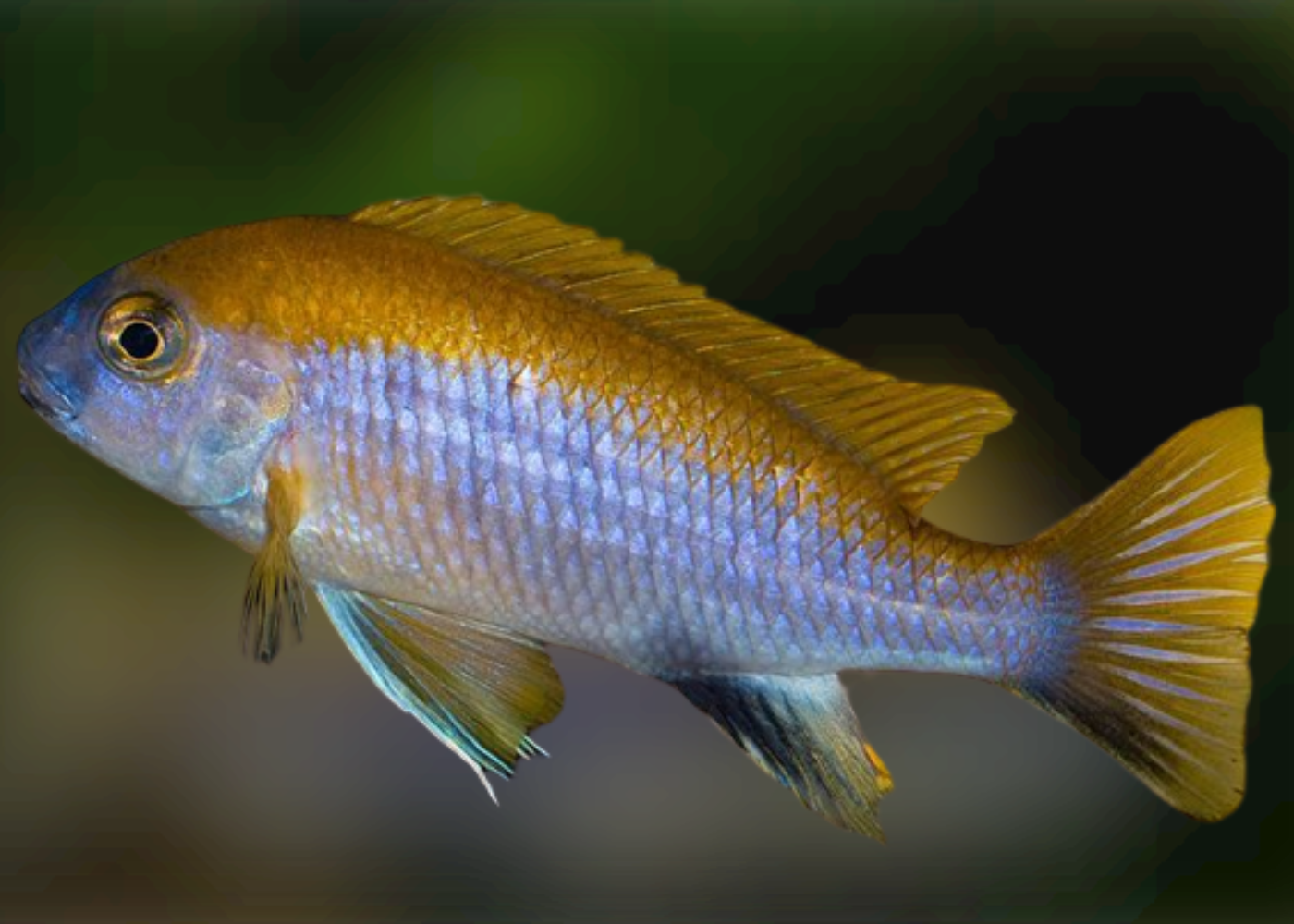 Gephyrochromis lawsi