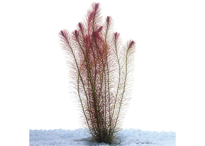 Rotala Wallichii