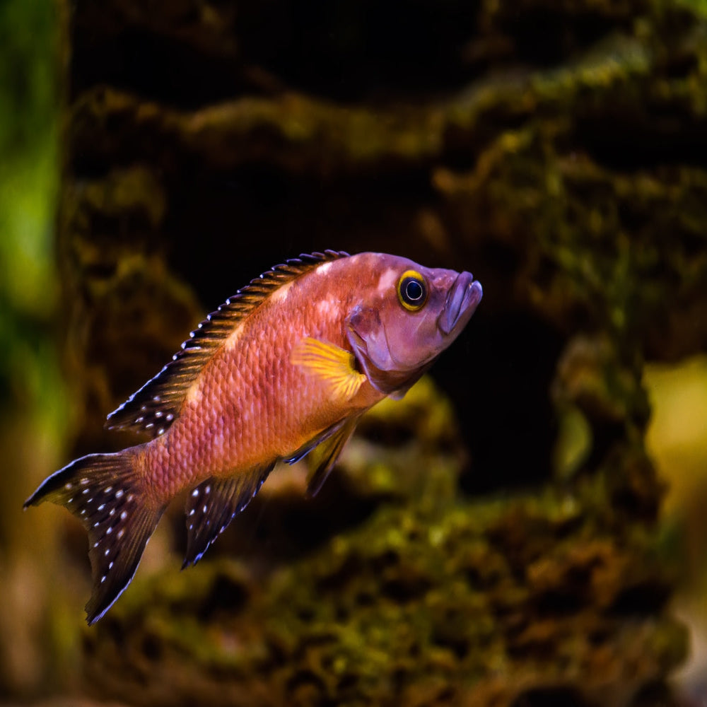 Neolamprologus Buescheri