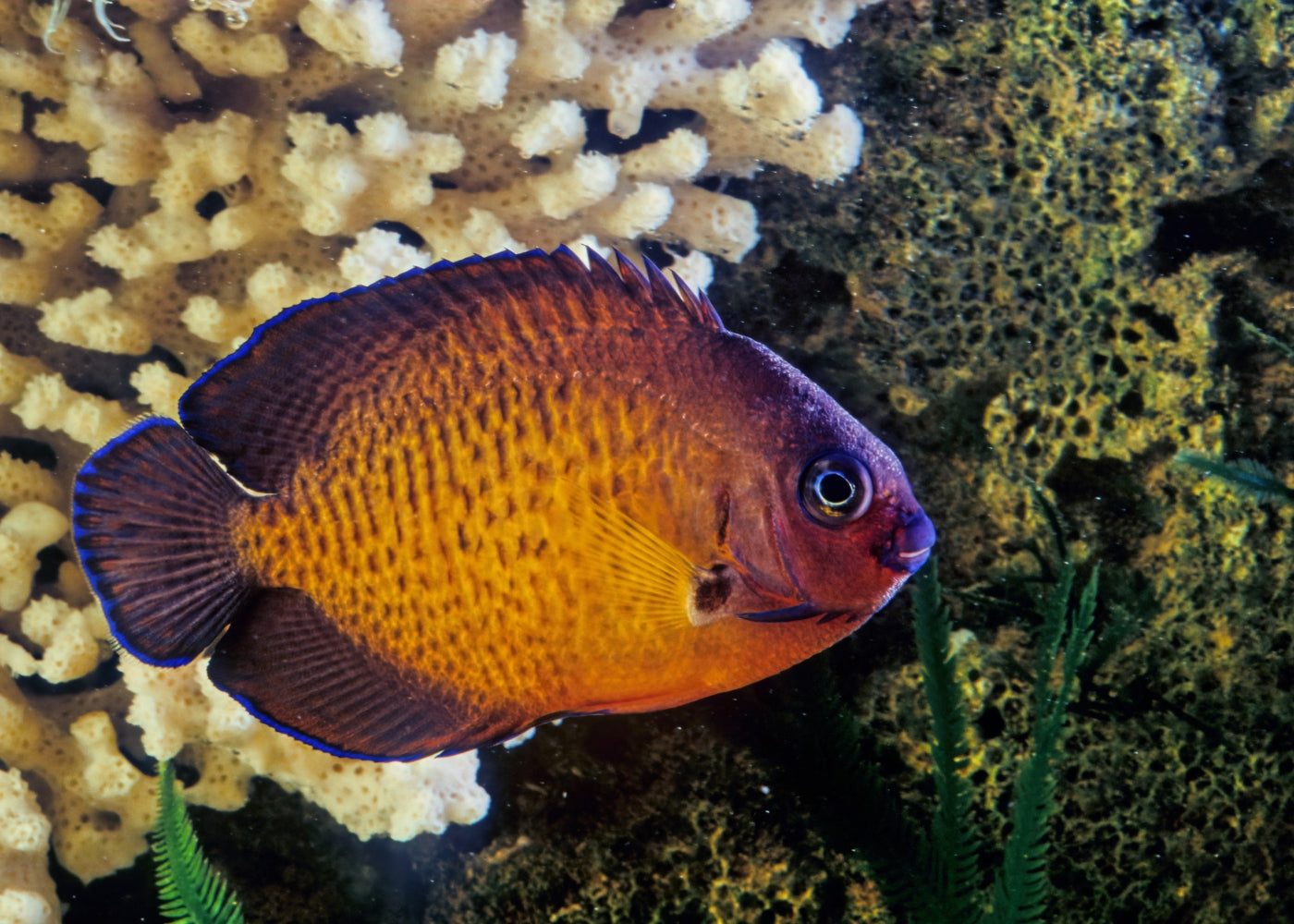 Angelfish - Coral Beauty