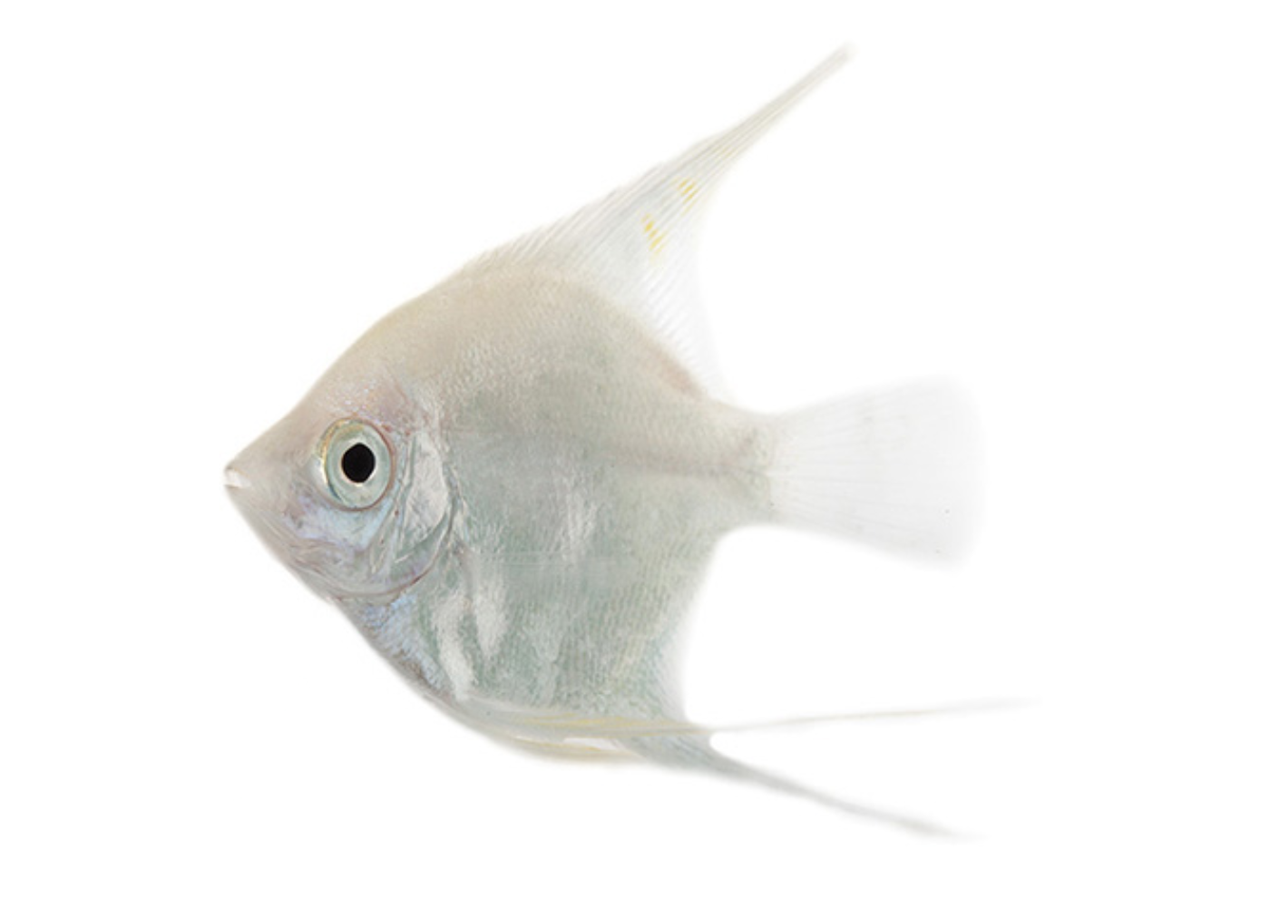 Platinum Angelfish 2