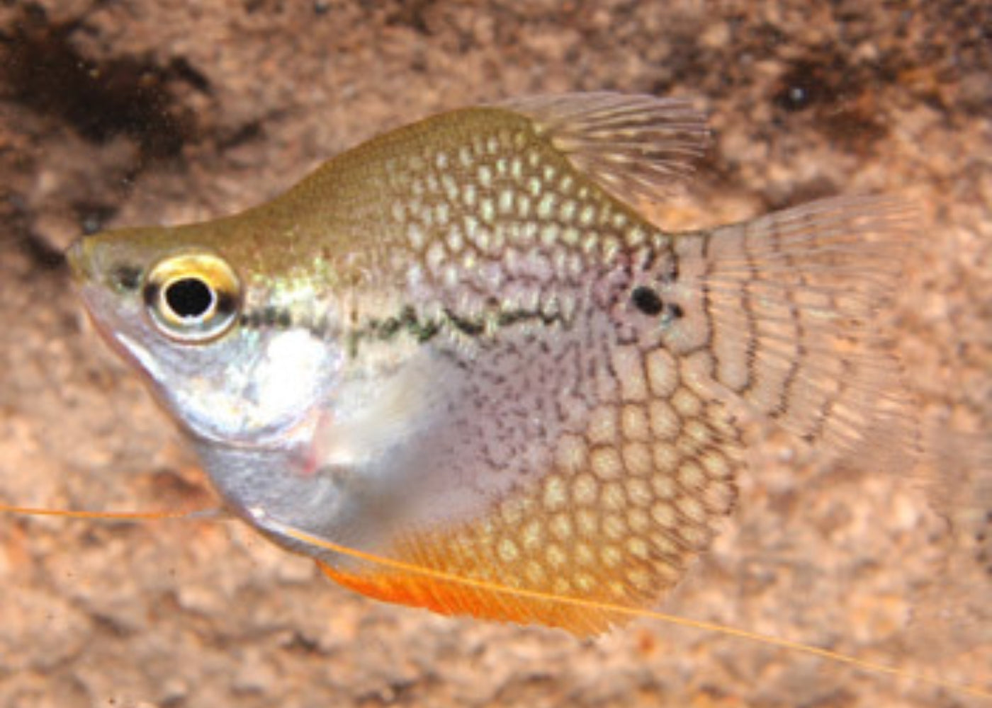 Gourami Pearl - Balloon