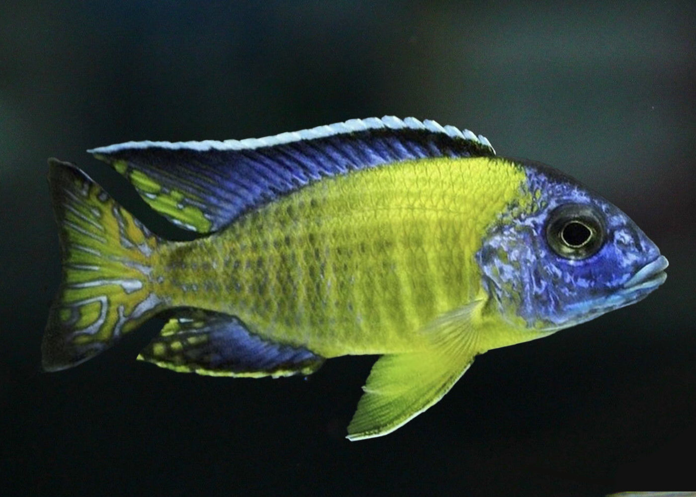 Peacock Cichlid - Blue Neon