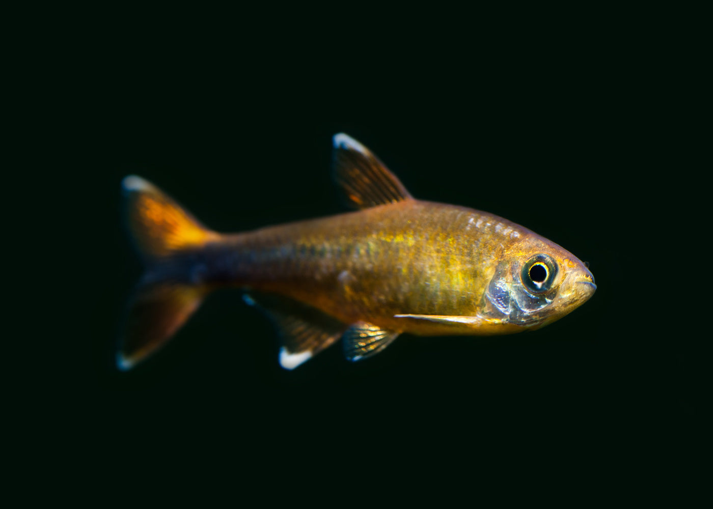 Silvertip Tetra - Special 6 for $25 2