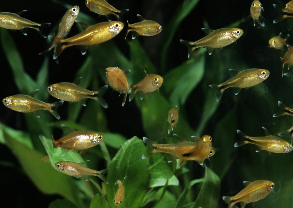 Silvertip Tetra - Special 6 for $25 3