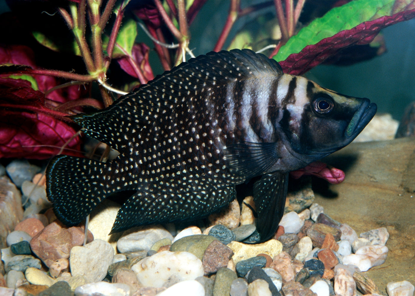 Altolamprologus Calvus