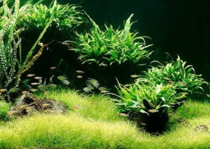 Cryptocoryne Balansae in Mesh Pot 3