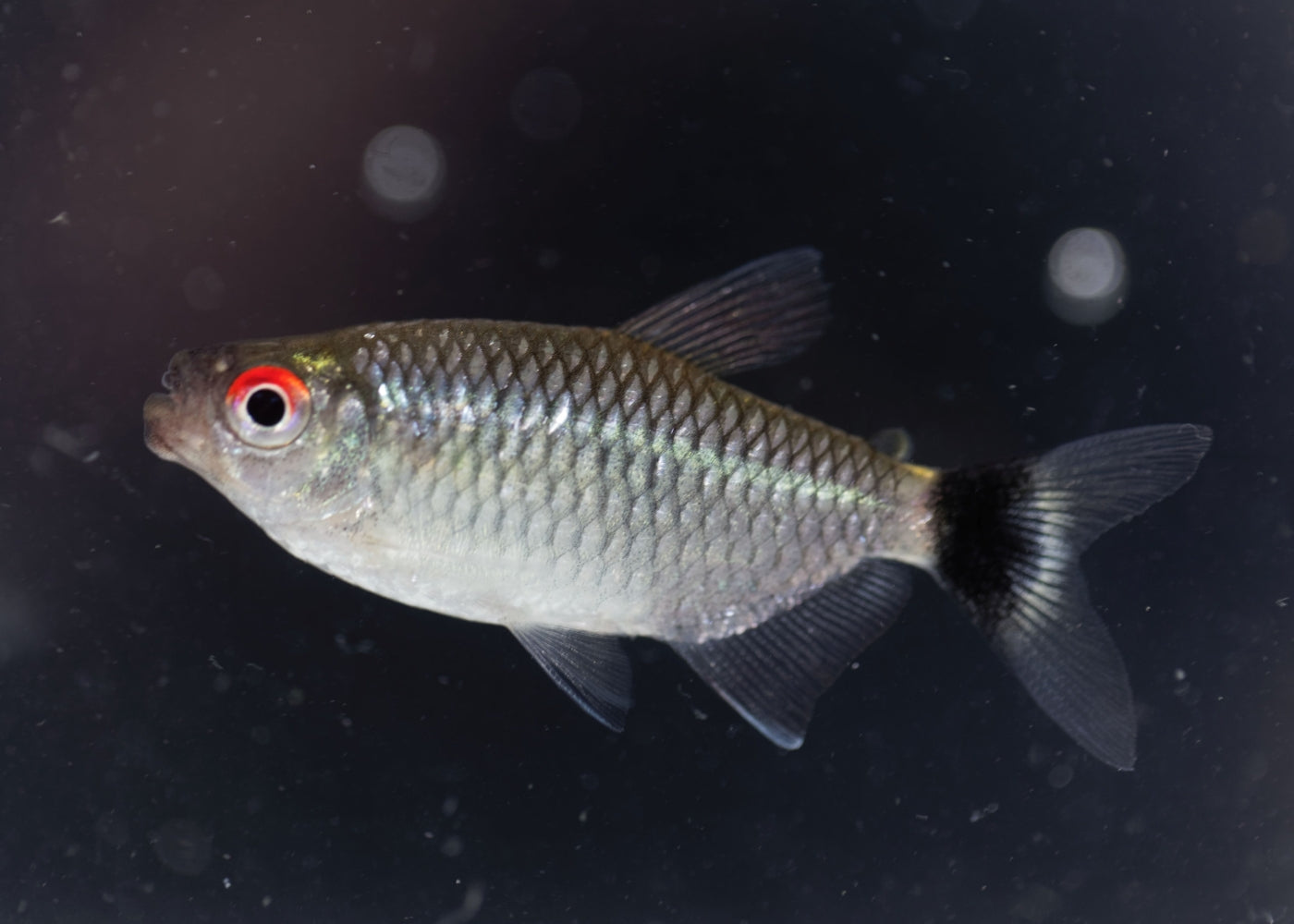Red Eye Tetra Special (6 for $16)