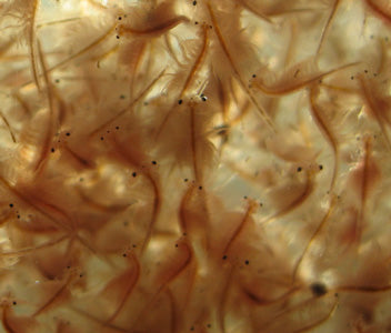 Live Brine Shrimp (per serve)